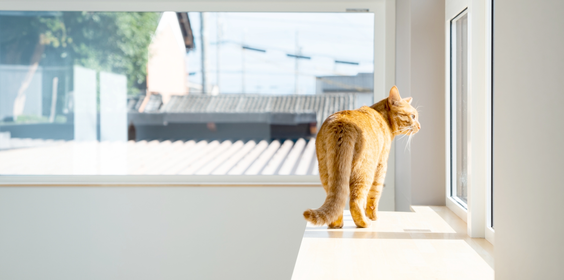 建築家×猫の注文住宅